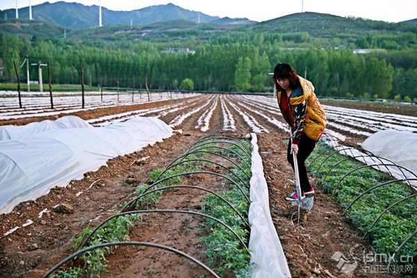 加强蔬菜标准化基地建设