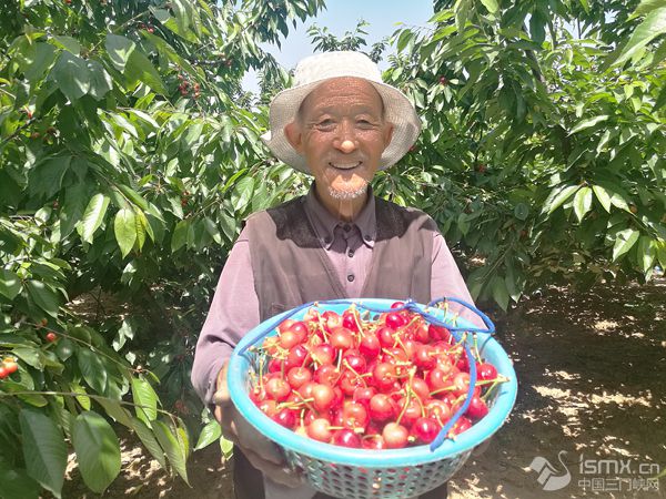 西岭村的樱桃红了