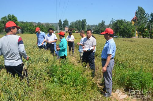 市农牧局领导到我县调研夏粮生产形势