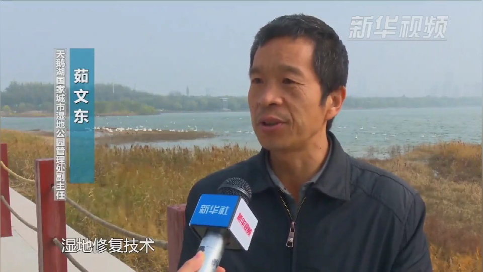 美景如画 “天鹅之城”的“天鹅季”
