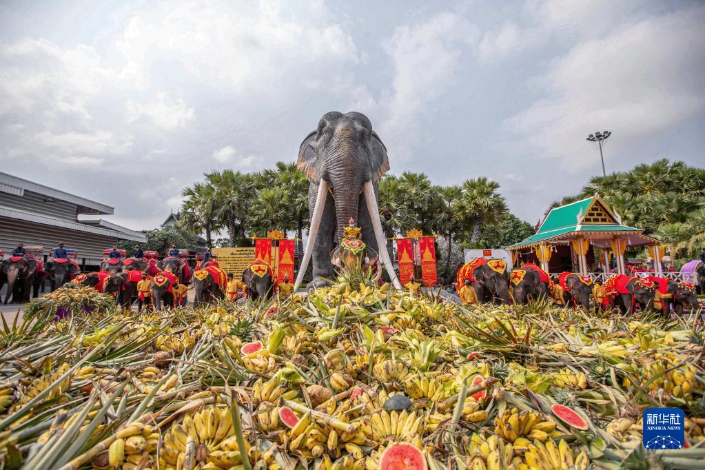 泰��大象日：大象享用自助餐