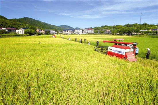 “一季杂交稻+再生稻”生产模式头季稻测产验收