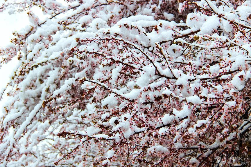 禹王路街道：雪与花的浪漫”