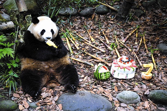 大熊猫梅兰迎来7岁生日
