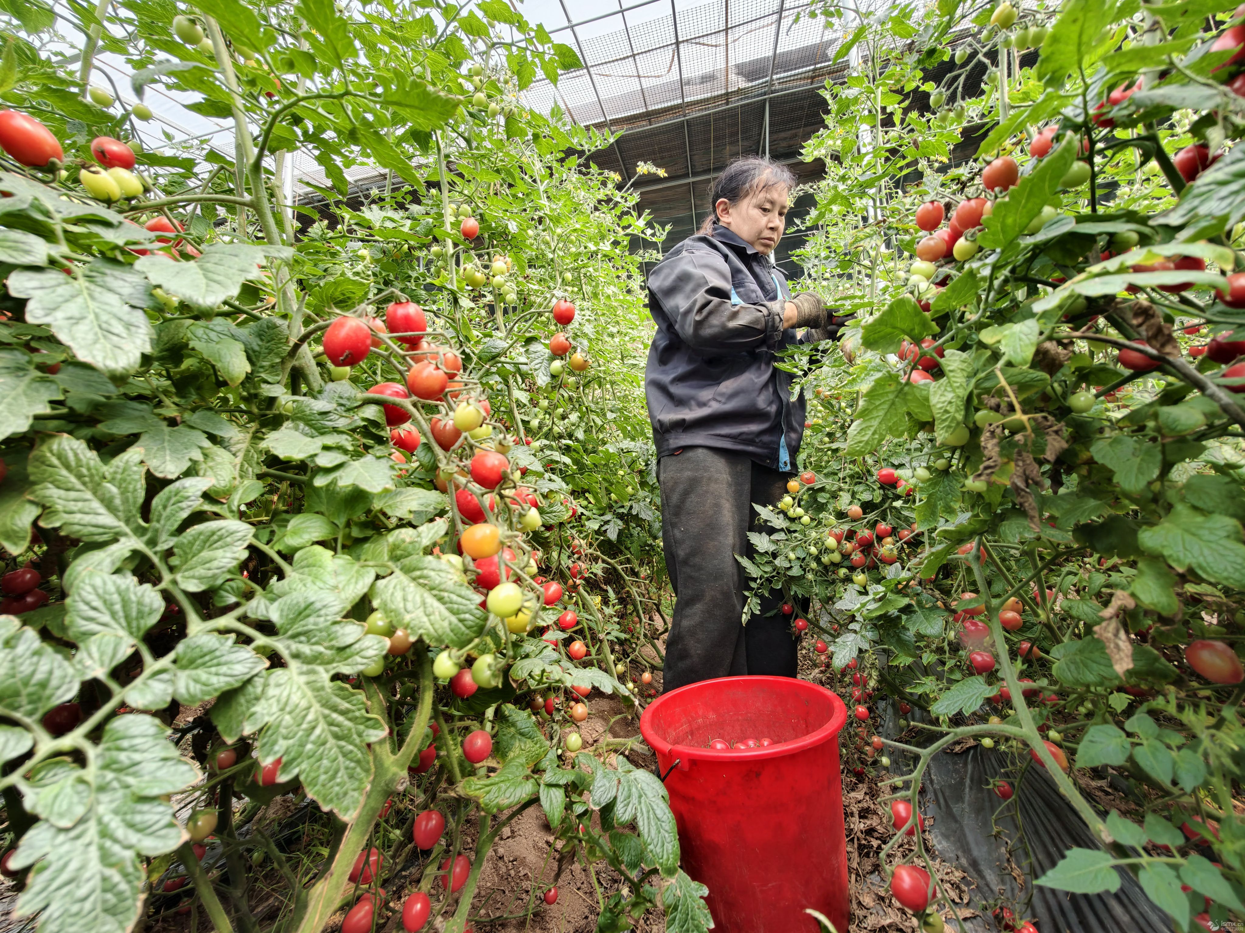 三门峡示范区阳店镇:大棚春色甜满城,崤底番茄醉春风”